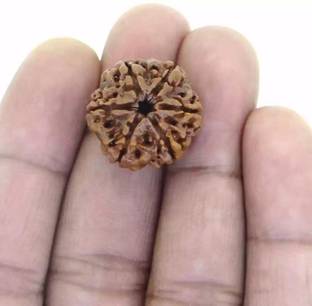Chopra Gems Six Mukhi Rudraksha Certified/Original Rudraksh Natural 6 faced Rudraksha Brass