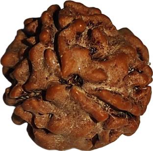 JangraBro 3 Mukhi Nepali Rudraksha Original AAA Plus Certified||Nepali Rudraksha Mother of Pearl