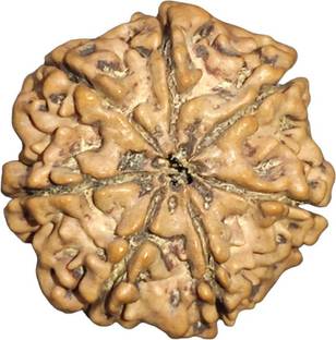 नेपाली रुद्राक्ष 7 Mukhi Rudraksha Original IGL Certified | Original Seller Nepali Rudraksha | मदर ऑफ पर्ल