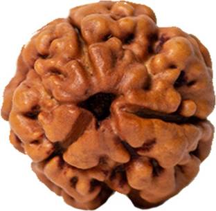 REMEDY STARS THREE Mukhi Rudraksha /Original Natural Nepali 3 Mukhi Rudraksh with Certificate Wood