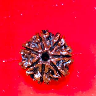 MAHADEVDEPSTORE Nepali 7 Mukhi / 7 Faced Rudraksha, Original Rudraksha Size 16-22mm Wood