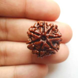 lifeline india 7 Mukhi Rudraksha Original Certified Nepali Big Size Wood