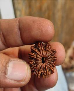 KUNDLI GEMS 100 % Original & Natural Thirteen Face /13 Mukhi Rudraksha With lab certified Wood