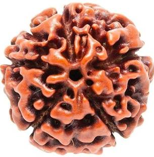 SHIVMAHIMA Panch MUKHI / Five Faced Mukhi Rudraksh Benefits, Nepali Rudraksha Pack of 2 Wood