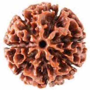 Durga gems 7 Mukhi Nepali Rudraksha / Seven Face Nepali Rudraksha with 100% Original, Natural & Real Rudraksha… Wood