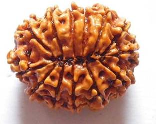 Nepali Rudraksha 3 Mukhi Nepali Rudraksha Original Certified | Original Seller Nepali Rudraksha | Beads Mother of Pearl