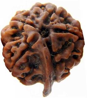 jaisakshi Ganesh Rudraksha (5 Mukhi) Beads Wood