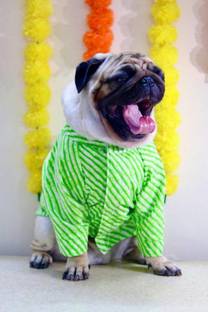 Baeship Shirt for Dog