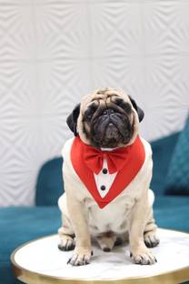 Baeship Tuxedo for Dog