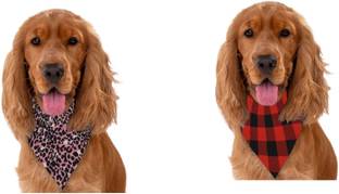 PAWPOURRI Bandana for Cat, Dog