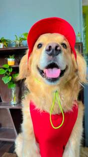 Dog-O-Bow Cap for Dog