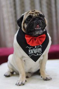 Baeship Tuxedo for Dog