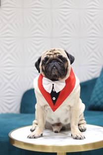 Baeship Tuxedo for Dog