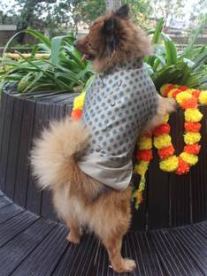 Paws By Vastramay Dress for Dog