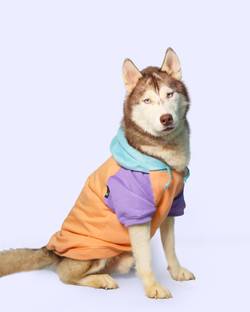 Pawrels Hoodie for Dog