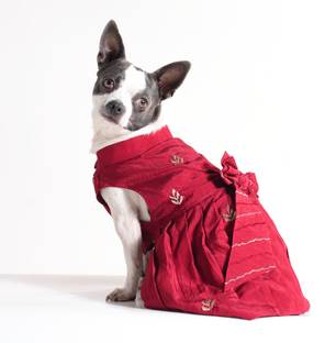 Barks & Wags Dress for Dog