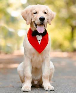 Dog-O-Bow Bandana, Tuxedo for Dog