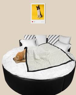 NUEVOS DOGGADIL 21023 Dog, Cat Blanket