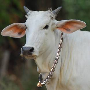 AAGAAZ Cow/Buffalo Halter nylon Rope,Leash,Cow Belt 112 cm. Bell Cow Collar Charm