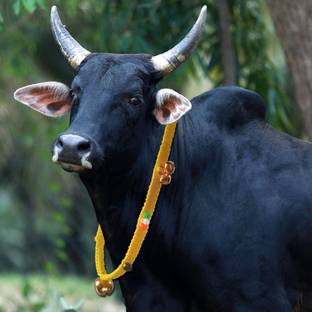 AAGAAZ cow belt,buffallo halter,bull rope cow belt with bell cow martingal leash Bell Cow Collar Charm