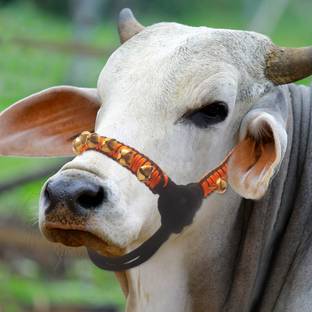 AAGAAZ Cow/Bull/Buffalo Mohri/mohra/Morkhi with 24 Ghungroo nylon rope,cow cord 166 cm Bell Cow Collar Charm