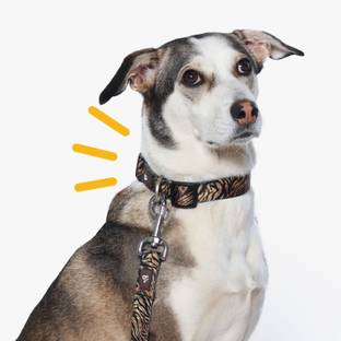 Bark Baskets Dog Everyday Collar