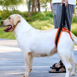Expert Fox SeniorStep Dog Rear Support Dog & Cat Assistance Harness