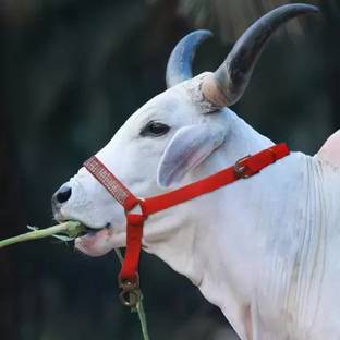 Amar Cotton Amar Cotton Cow Mohri/Mohra With Bholrkali Cow Safety Harness
