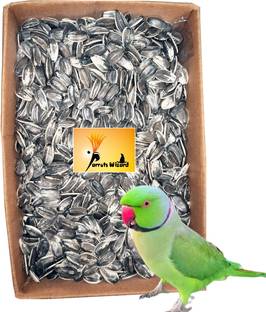 Parrots Wizard Big Size Sunflower Seed for African Grey & Indian Parrot, Macaw, Cockatoo Nuts 0.95 kg Dry Adult, Young, Senior Bird Food