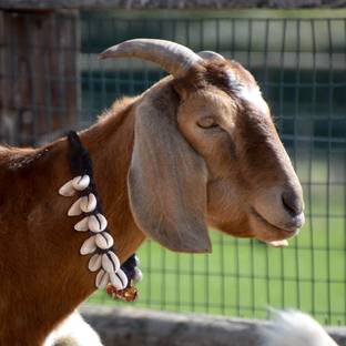 eze enterprises Goat/Sheep Halter Nylon Rope ,Leash,Goat Cord,Sheep collar,Goat Belt 80 cm Cow Martingale Leash