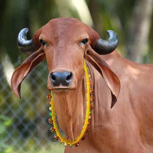 AAGAAZ Cow/Buffalo Halter nylon Rope,Leash,Collar Charm,Cow Belt in Yellow color 115 cm Cow Martingale Leash