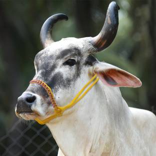AAGAAZ Cow/Buffalo Mohri/mohra ,halter nylon rope,cow cord 143 cm Cow Cord Leash