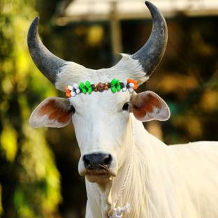 eze enterprises Cow/Buffalo/Bull/Nylon Rope,Cord,Cow Head Charm,Cow Belt ,cow head strap 77 cm Cow Martingale Leash