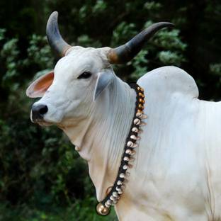 eze enterprises Cow/Buffalo/Bull/ Halter Nylon,cotton Rope ,Leash,Cow Cord,,Cow Belt with bell 117 cm Cow Martingale Leash