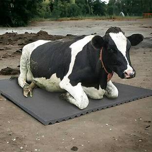 JINDAL KING Cow Mat, Feeding Mat, BPA Free, Easy Clean, Dishwasher Safe Cow, Dog, Hamster, Guinea Pig, Miniature Pig Pet Mat