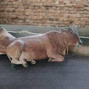 JINDAL KING Shakti Long Lasting Ethylene Vinyl Acetate Free Easy Clean Cow, Dog, Hamster, Guinea Pig, Miniature Pig Pet Mat