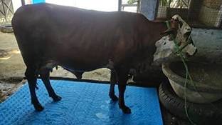 HAKEX Cow Mat, Feeding Mat, BPA Free, Easy Clean, Dishwasher Safe, Waterproof 4XL Cow Pet Mat