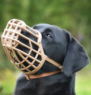 DOSAN Best Quality Plastic Dogs Muzzle Basket ,Strong But soft Material (NO6) Extra Large Other Dog Muzzle
