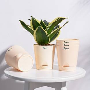 उगाऊ Krish Self Watering Planter - (Ivory) Set of 5 प्लांट कंटेनर सेट