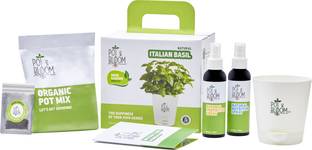 Pot and Bloom Basil Plant. Herbs in Your Own Balcony: Organic Basil Plant Kit with Basil Seeds Plant Container Set