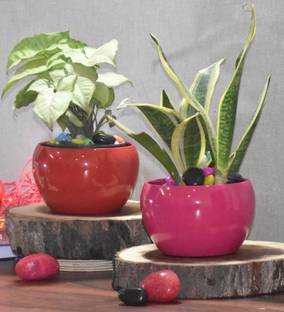 SONE KEY CHIDIYA Trendy Pot Combo/Indoor/Outdoor/Plant Container Red,Maroon ,5,5inch Pack 2 Plant Container Set