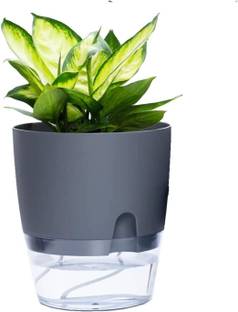 MAAGHI Big Size Self Watering with Transparent Double Layer Plastic & Cotton Rope Plant Container Set