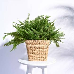 UGAOO Seagrass Planter for Garden - Medium Plant Container Set
