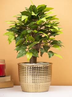 MARKET 99 Planter Heavy Duty Highly Durable Floor Pot for Living Room Planter (Gold) Plant Container Set
