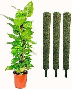 SK Fashion Plant Container Set