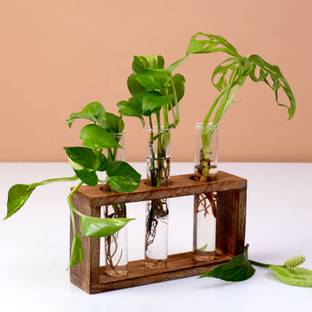 lazy gardener Timber Grove Elegant Trio Test Tube Planter Plant Container Set
