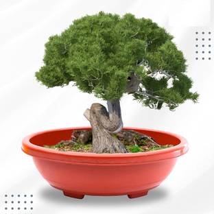 green paradise 16 inch Oval Bonsai Pots Premium Plastic Durable & Long Lasting Pot Plant Container Set