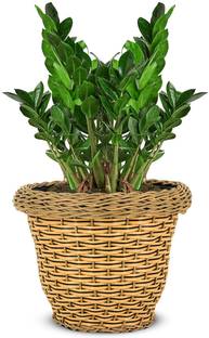 Garden's Need 8-Inch Polly Rattan Deluxe Flower Pot| Round Shape, Set of 1, Light Brown Plant Container Set