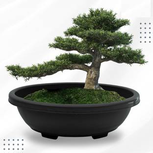 green paradise 12 inch Oval Bonsai Pots Premium Plastic Durable & Long Lasting Pot Plant Container Set