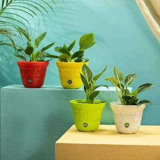 TrustBasket Sunny Pot 6 inch Set of 4 Plant Container Set